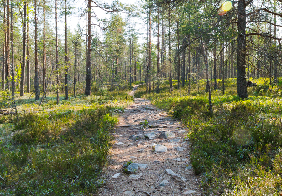 Kivinen polku kulkee metsässä.