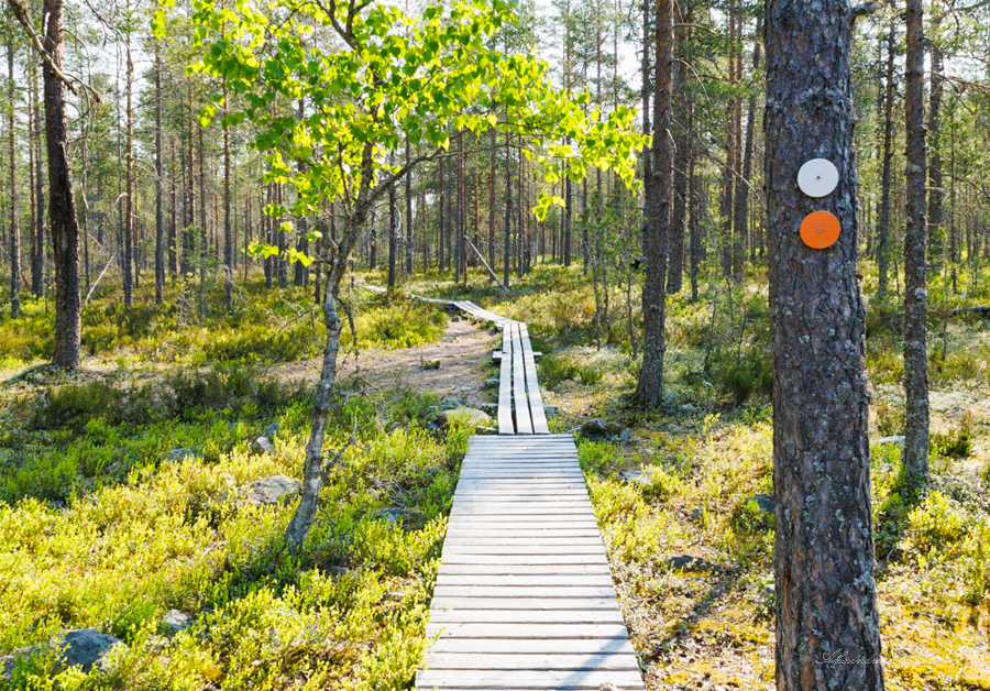 Pitkospuut kulkevat metsässä. Ympärillä on metsää, keskellä pitkospuut ja oikealla puu, jossa on retkeilyreitin opasteita.