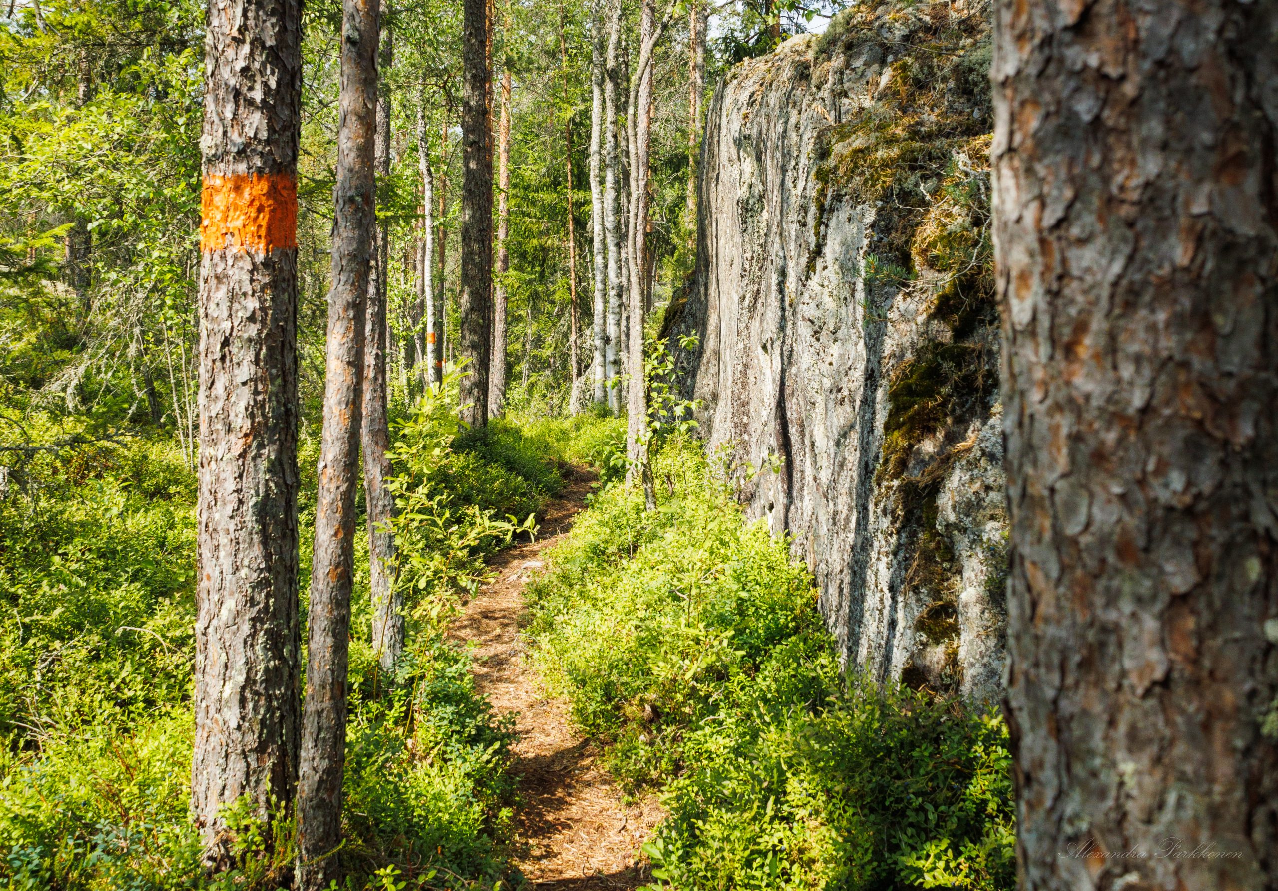 Polku kulkee suuren pystykallion vierestä. Vasemmalla näkyy myös puu, jossa on retkeilyreitin oranssi maalimerkki.