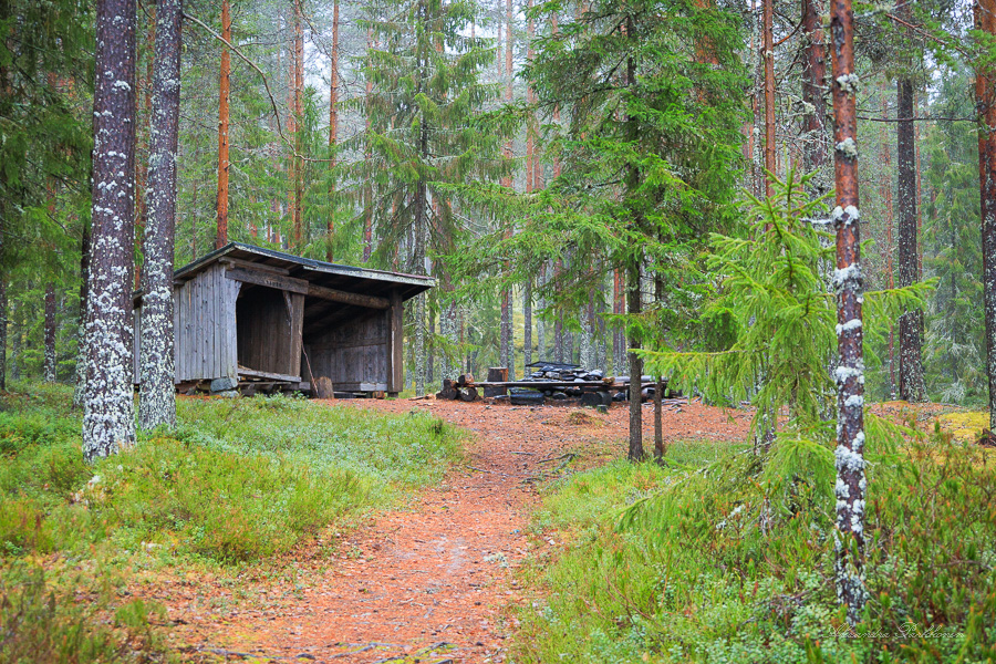 Metsässä sijaitseva laavu kuvattuna etuviistosta. Etualalla näkyy polku, joka nousee hieman ylämäkeen kohti laavua.