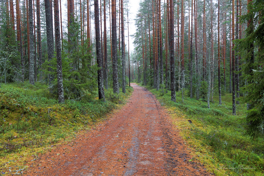 Metsätie kulkee kosteassa kangasmetsässä.