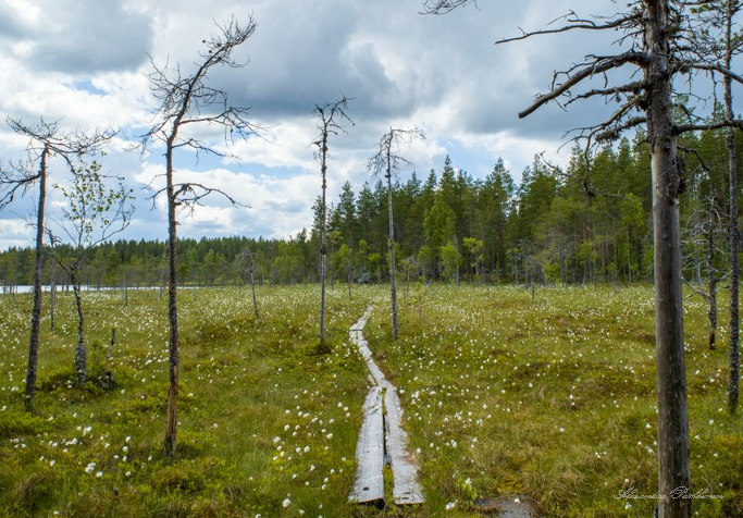Pitkospuut kulkevat nevalla. Pitkospuiden ympärillä näkyy tupasvilloja.