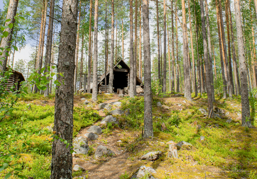 Polku kulkee metsässä nousten ylämäkeen kotalaavulle.