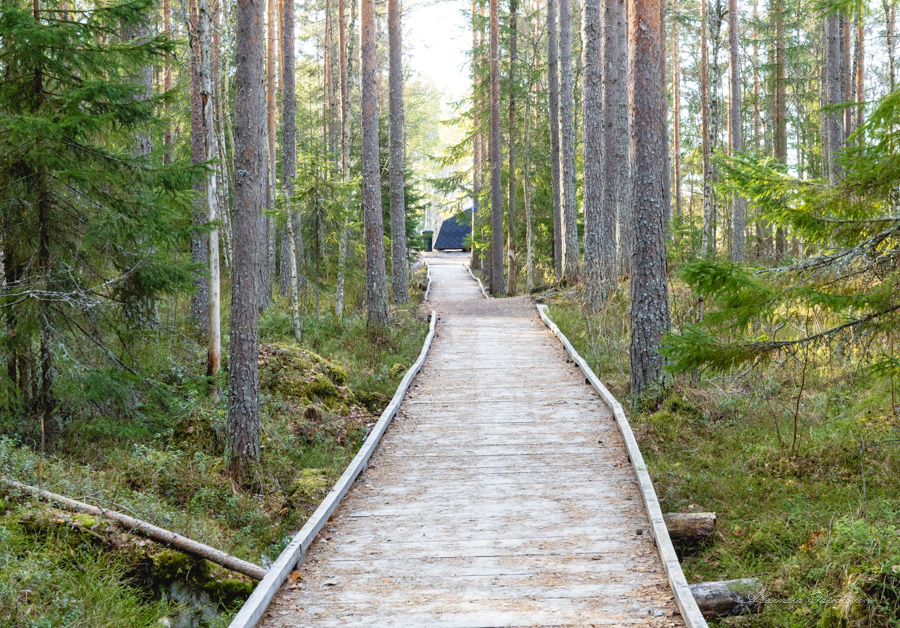 Lankkupolku kulkee metsässä suurien mäntyjen välissä.