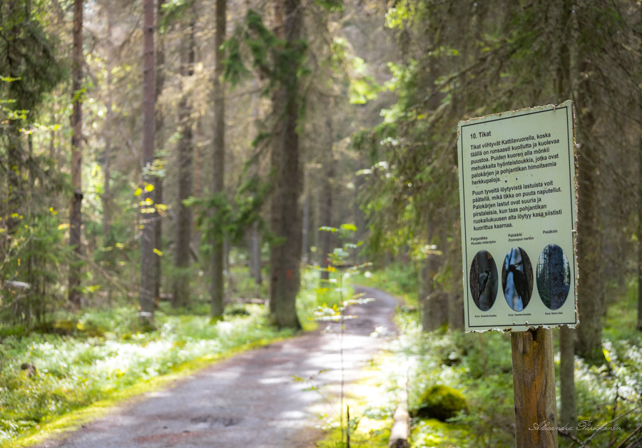 Tarkennettu kuva retkeilyreitin varrella olevasta luontotaulusta, joka kertoo tikoista.