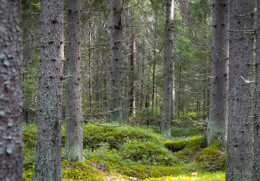 Maisemakuva metsästä, jossa näkyy mäntyjen runkoja.