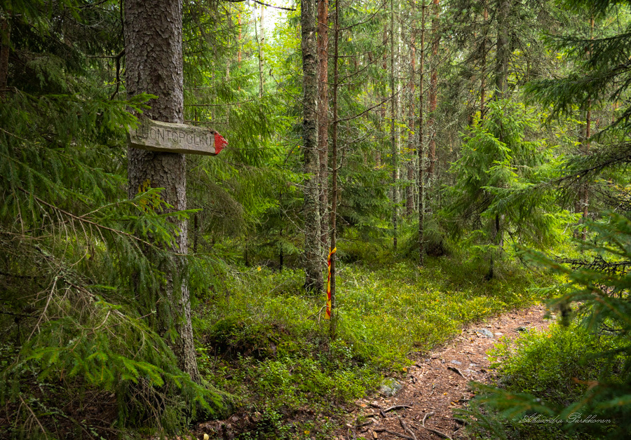 Tunnelmakuva metsässä, jossa kulkee polku. Vasemmalla männyn rungossa on puinen retkeilyreitin opaste.