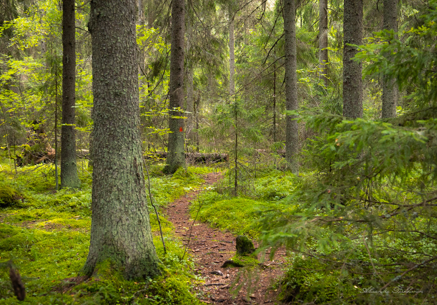 Neulaspolku kulkee sankassa havumetsässä.