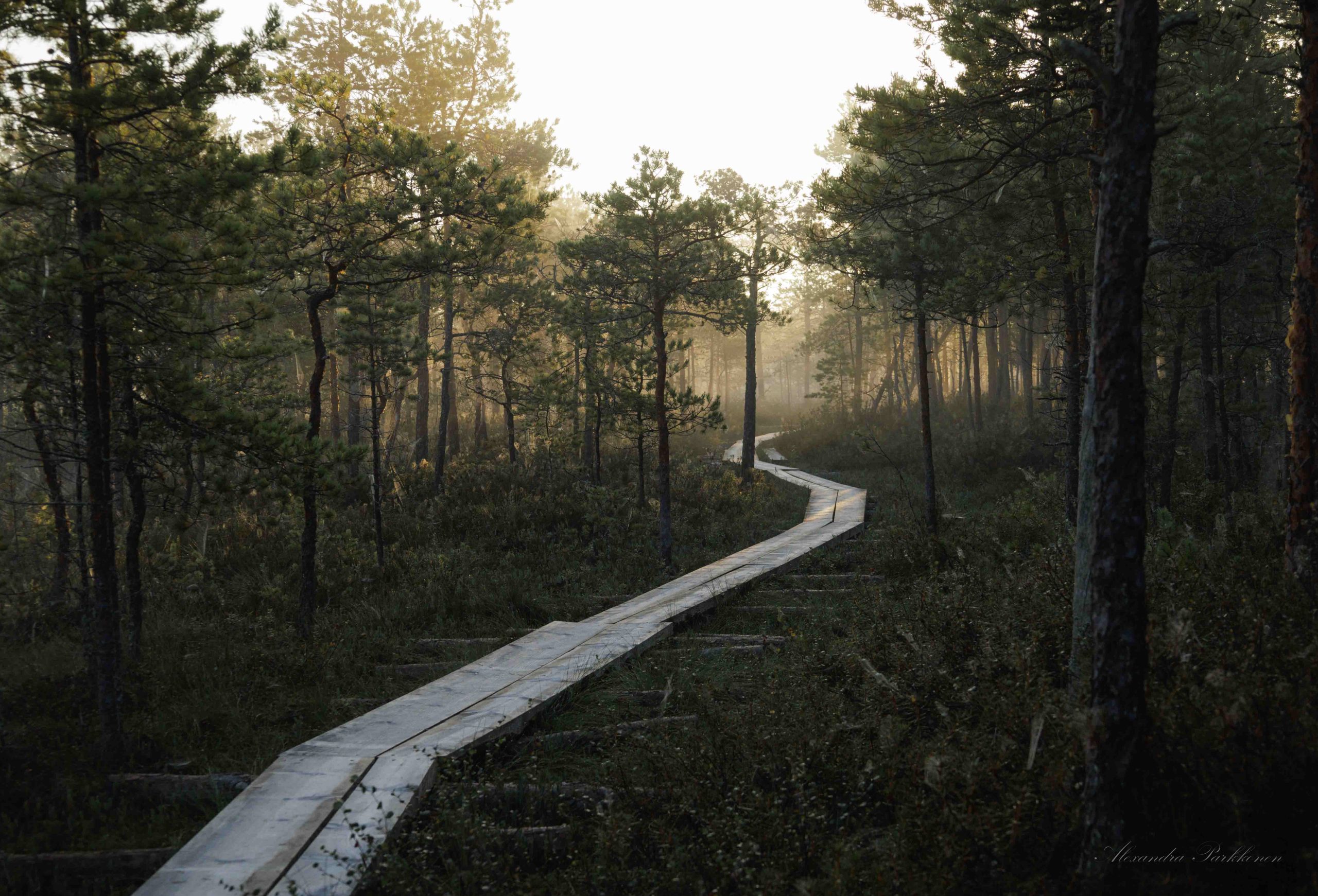 Pitkospuut kulkevat nevalla auringon nousun aikaan.