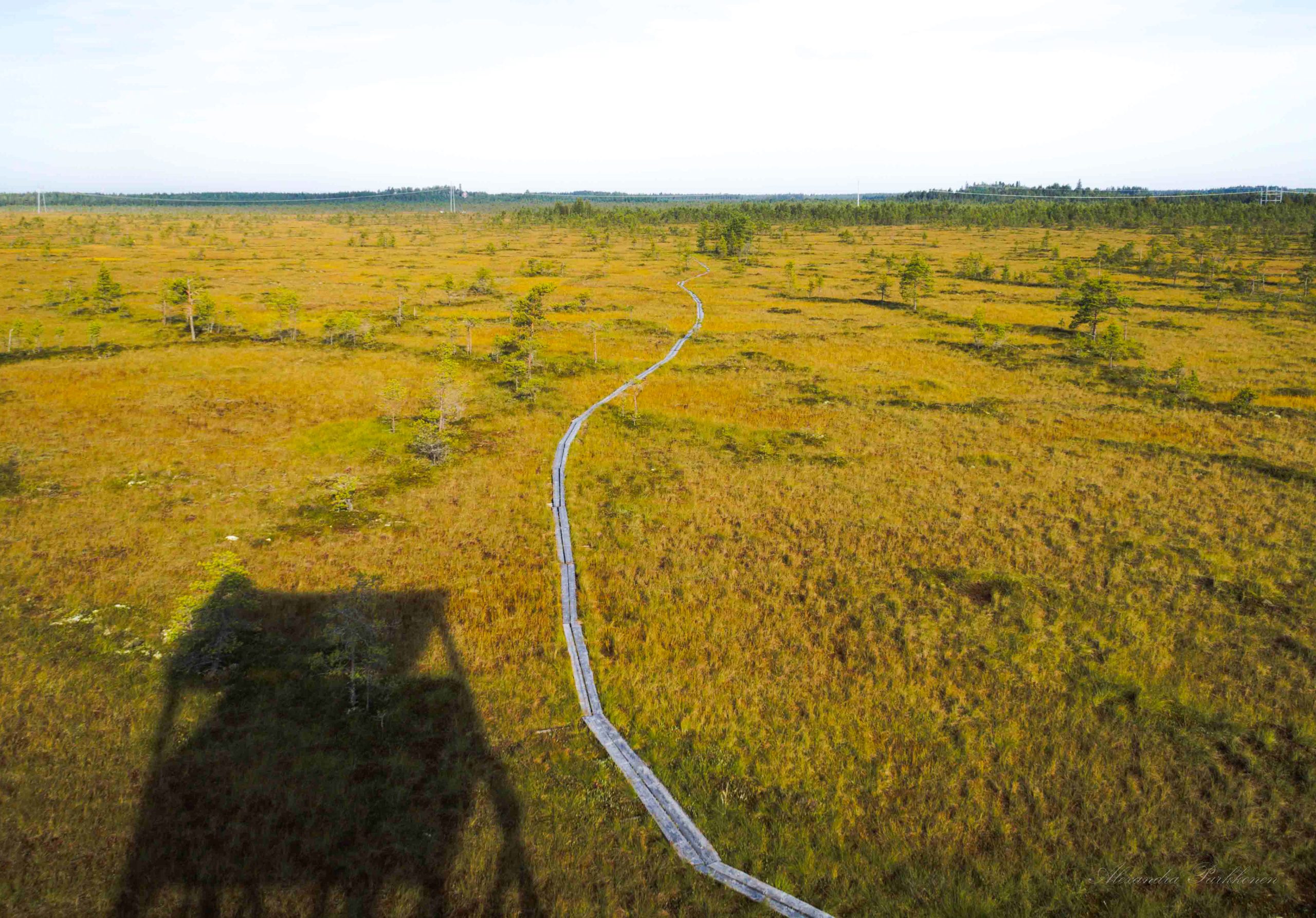 Lintutornista otettu maisemakuva, jossa näkyy nevalla kulkevat pitkospuut sekä lintutornin varjo.