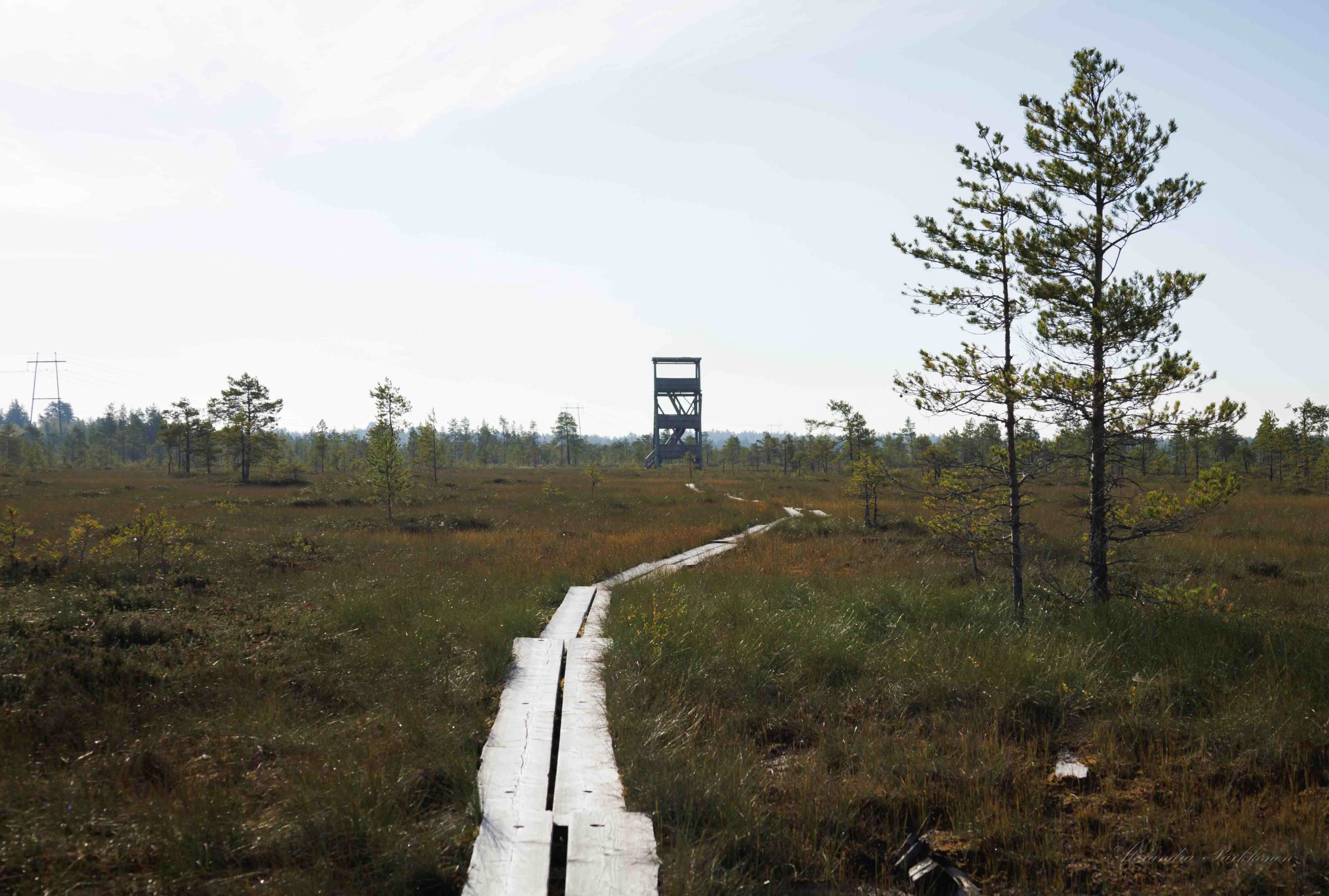 Pitkospuut nevalla johdattavat lintutornille.