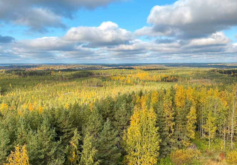 Näkötornista kuvattu maisemakuva, jossa näkyy puiden latvoja ja sininen taivas.