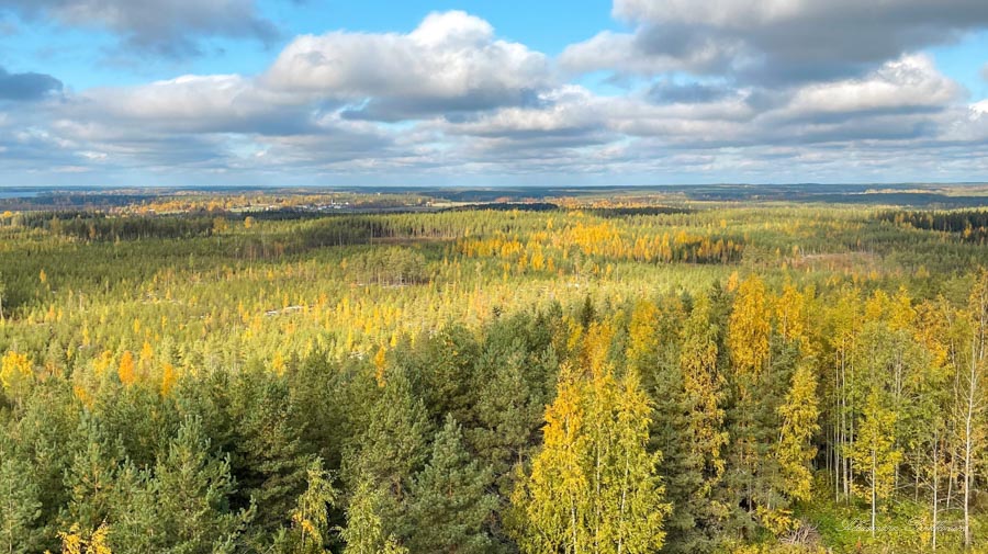 Metsäinen maisemakuva kuvattuna näkötornista.