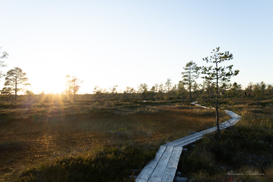 Pitkospuut kulkevat nevalla. Vasemmalla näkyy laskeva aurinko.