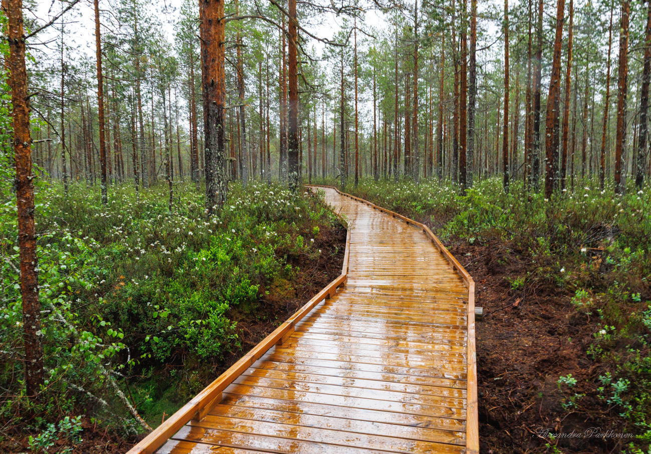 Puinen lankkupolku kulkee metsässä suopursujen keskellä.