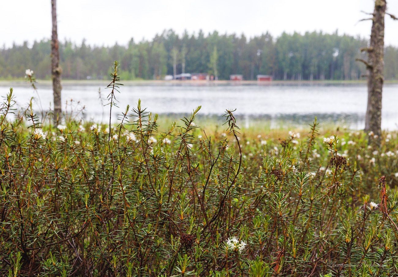 Suopursuja järven rannalla.
